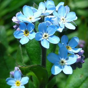 Non ti scordar di me