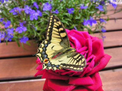 Solo mi beo del cromatico distacco