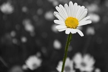 Margherite imperfette