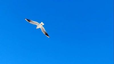 Come foglia dal ramo