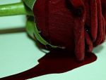 Sangue di rosa
