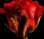 Le rose hanno il tuo nome