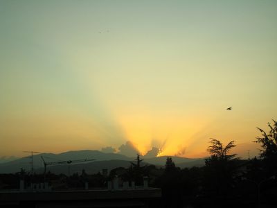 Sweet sparrow (Dolce passero)