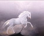 Cavallo bianco