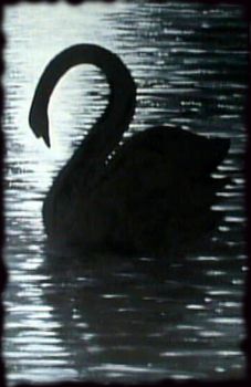 Il cigno