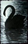 Il cigno