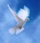 La colomba del Paradiso