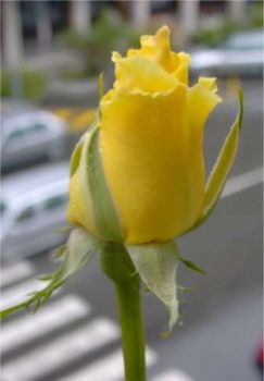 Lo sposo di sottoterra