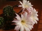 Fiori di cactus