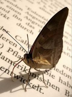 Lascia che sia, oltre l'uomo