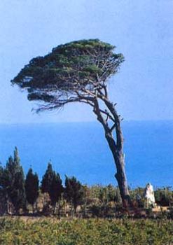 Kaos, il mio mare africano