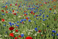 L'eco della tua voce