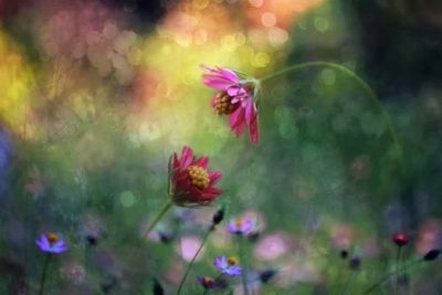 Radici intrecciate palpitano