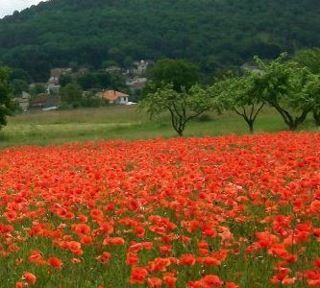 Del tempo imperfetto tutti i colori