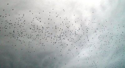 Cuore nomade... in un alba assente