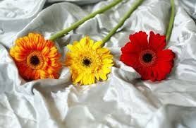 Pure l'amore pu� morire