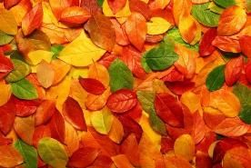 Destino d'una foglia