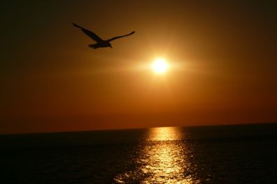 L'addio del gabbiano