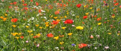 Ricordo di momenti belli