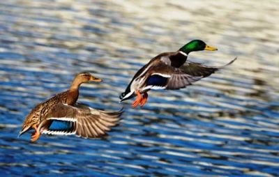 Fuggi- fuggi (haiku 3)