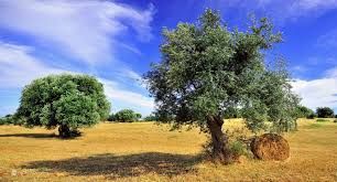 Secondo segno visibile (riposo)