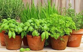 Settimo segno visibile (profumi)