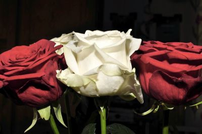 Ottavo segno visibile (petali)