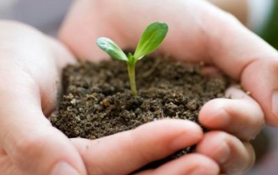 Minuscoli germogli, siamo