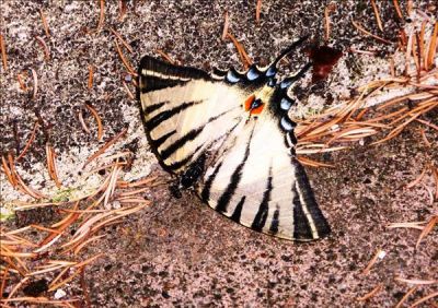 Agonia di una farfalla