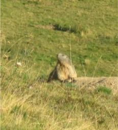 Rimescolii di pensieri vivaci