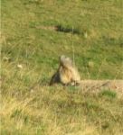 Rimescolii di pensieri vivaci