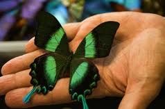 Risveglier� il tuo Amore