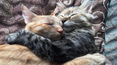 Passioni e rimpianti