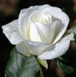 All'ombra della sera