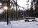 Il bosco e la neve