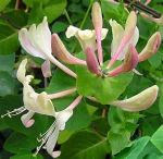 Mio bel caprifoglio in fiore