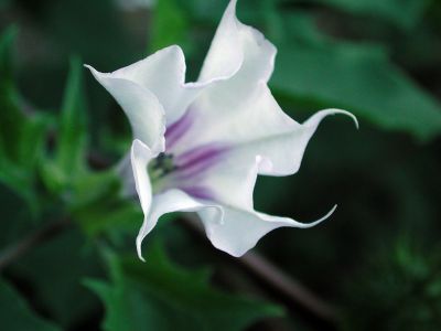 Il linguaggio dei fiori