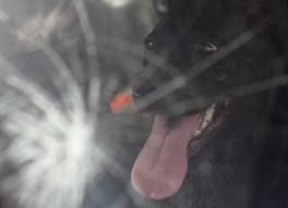 Tanto eri solo un cane... ma non per me