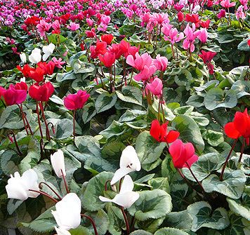 Se potesse scegliere