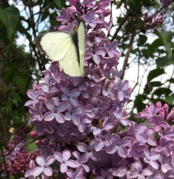 Giardino Villa Aulina