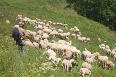 Rientrando all'ovile