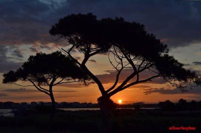 Farfalle nel giardino