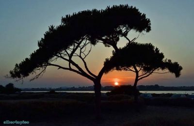 Sembri morire tra i rami