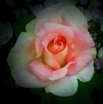 L'amore � per i coragiosi