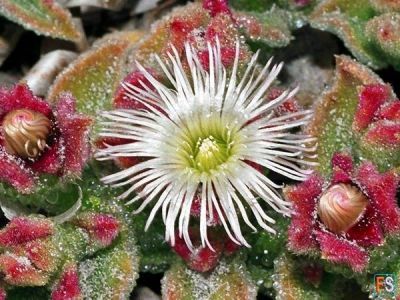 Ceneri sparse al vento