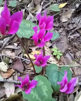 Delle stelle l�incanto