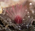 L�et� dell�inverno