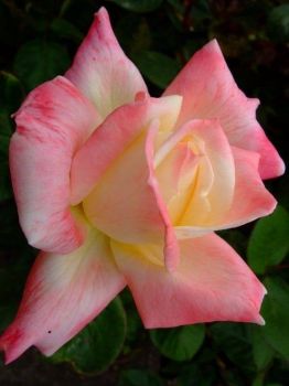 Sino all�ultimo palpito