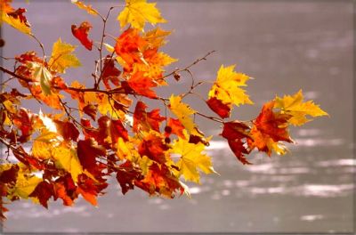 Avrei voluto viverti in autunno