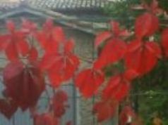 Rosse le scie, polvere dentro